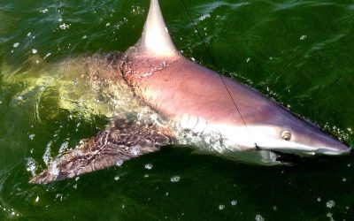 Transitioning from Tarpon Time to Sharks.