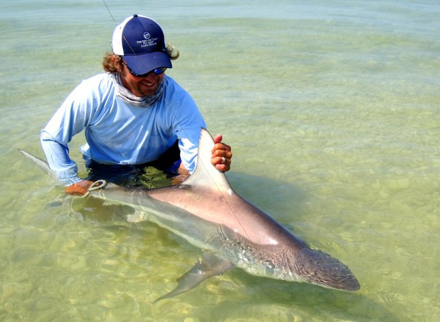 Sharks - Florida Go Fishing