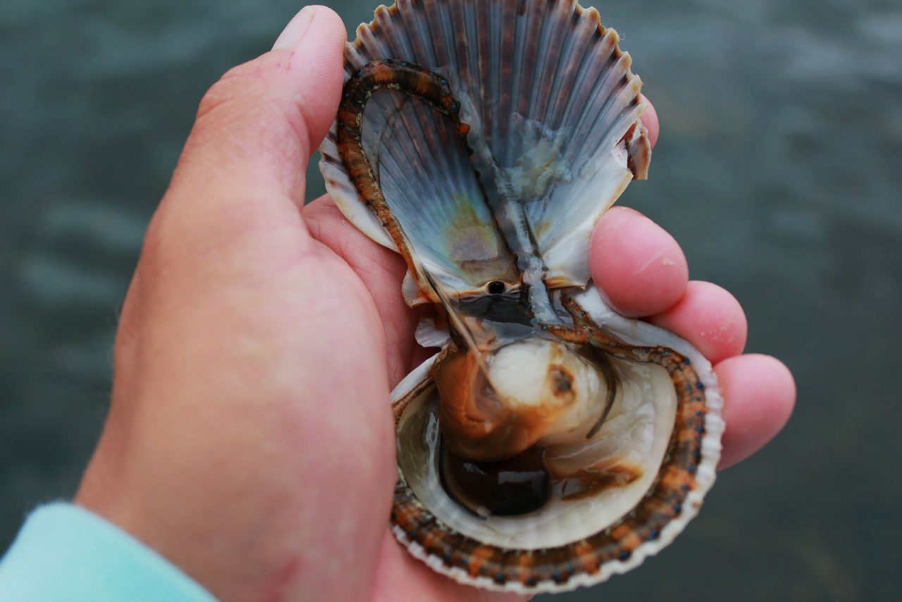 Scallop Cleaning Reel Florida Fishing Charters