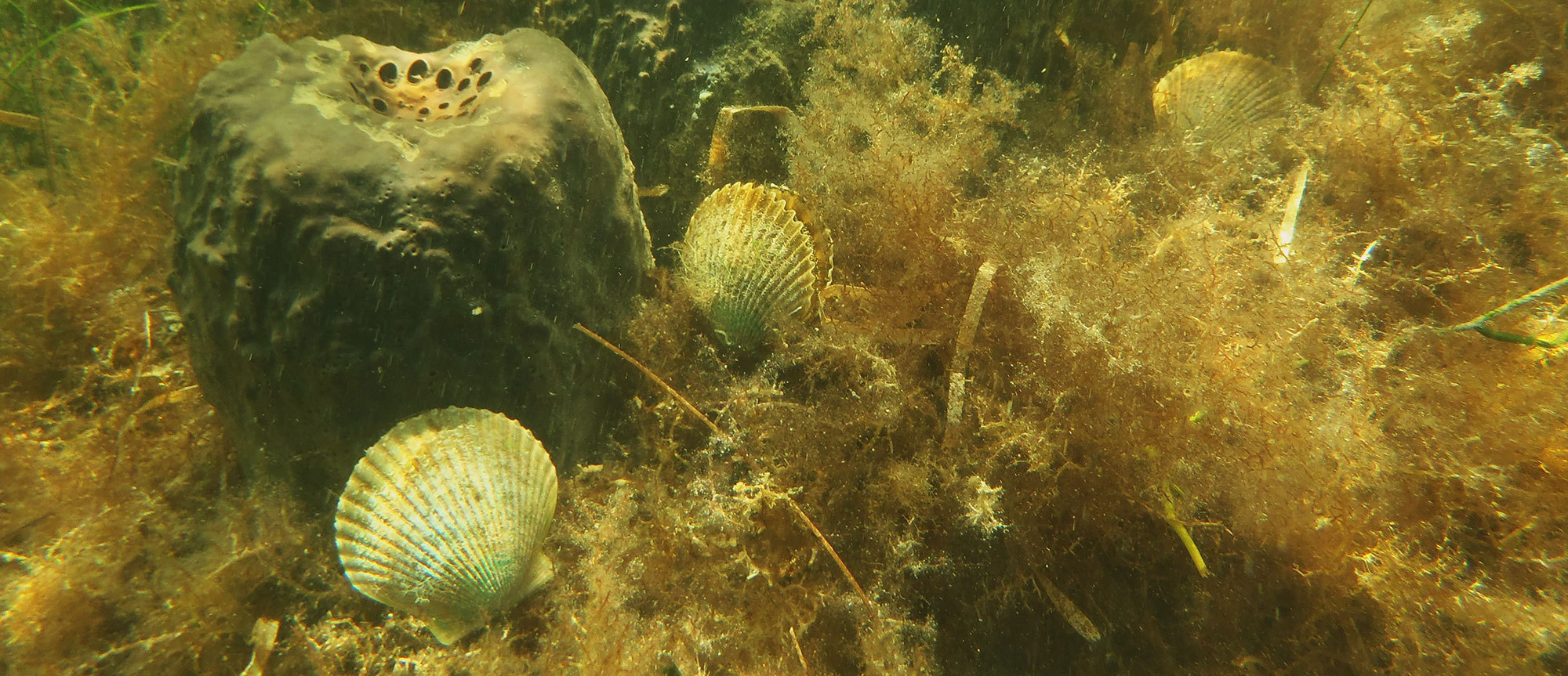 Scalloping In Crystal River Florida  Sodium Digital Series - Episode 7 