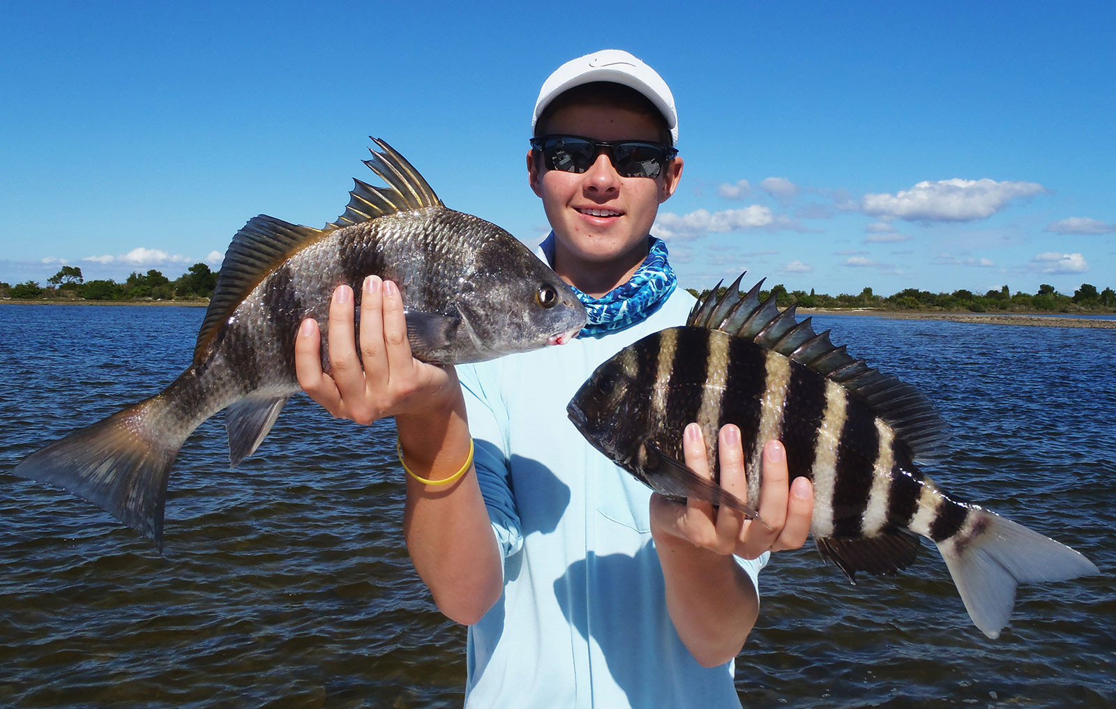 sheepshead fish pictures