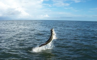 Tarpon Time Along the Nature Coast